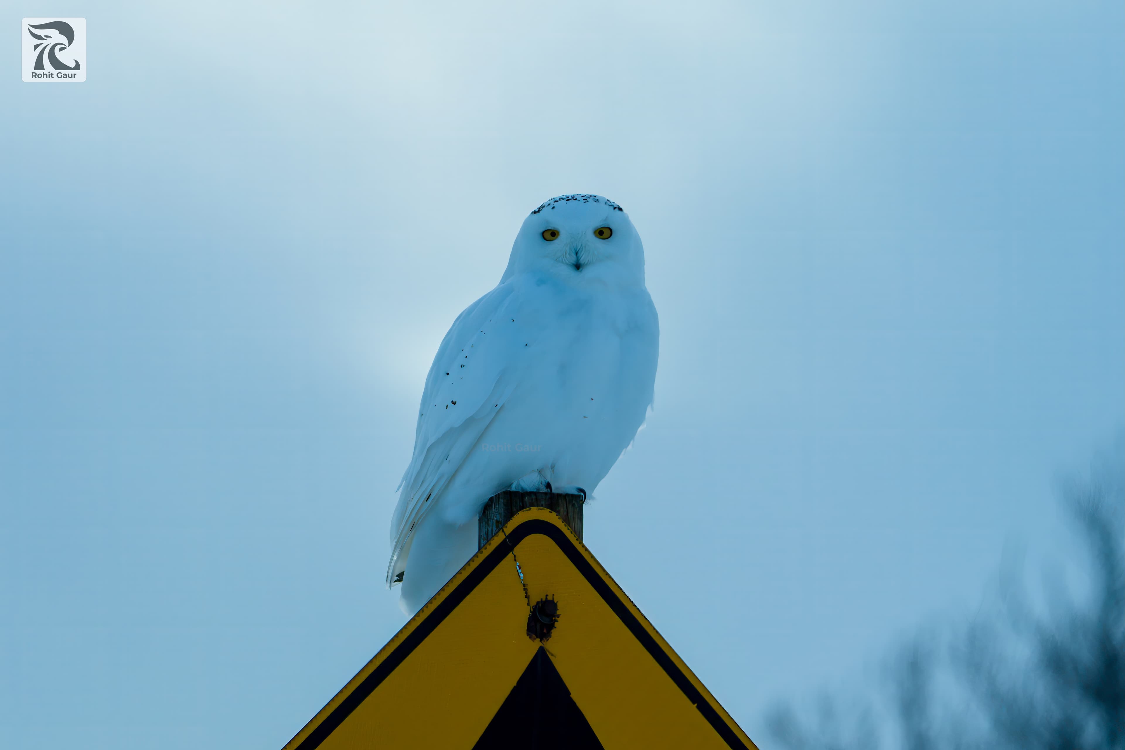 Frosty Hikes, Feathered Friends, and a Cozy BnB in Kingston