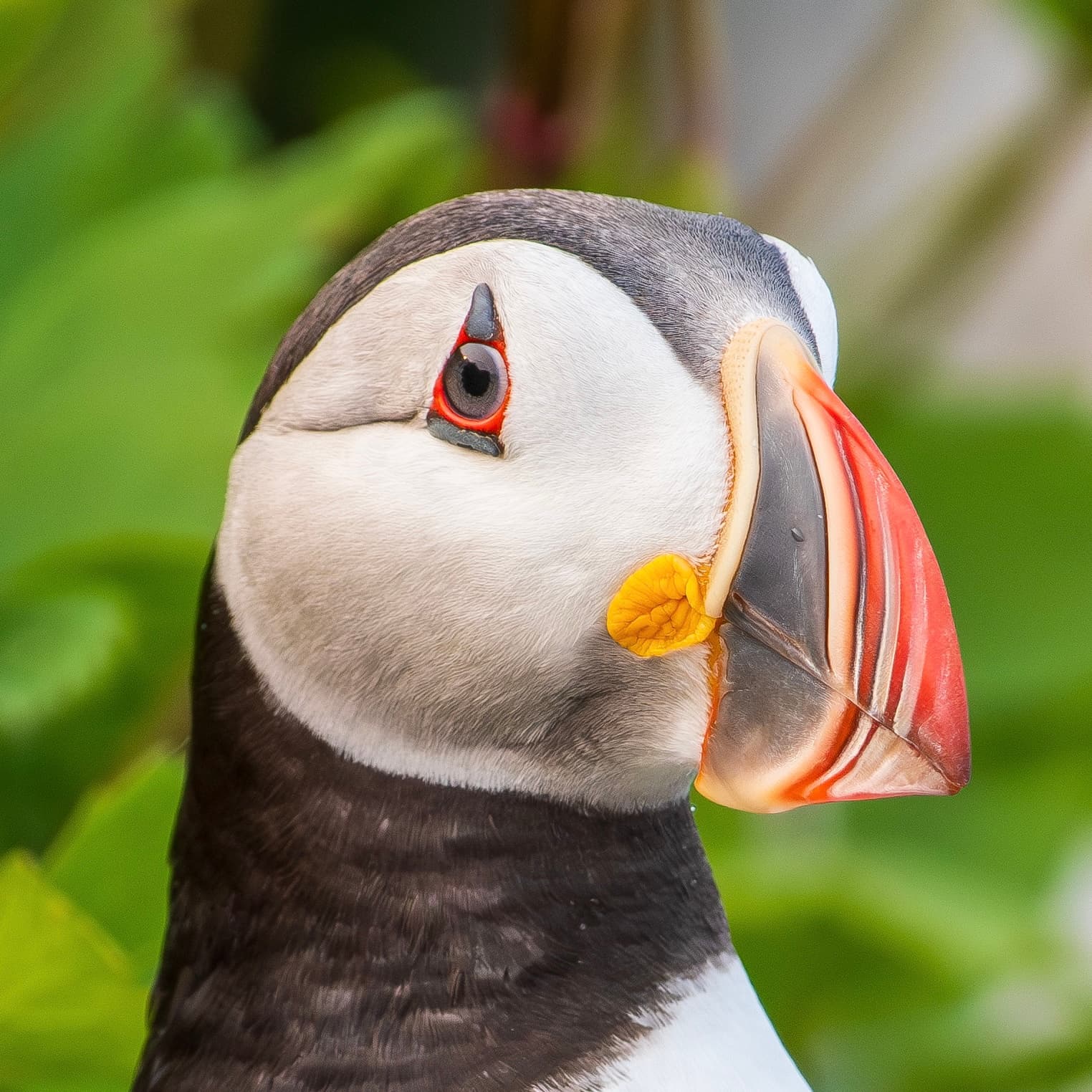 atlantic puffin bird photography