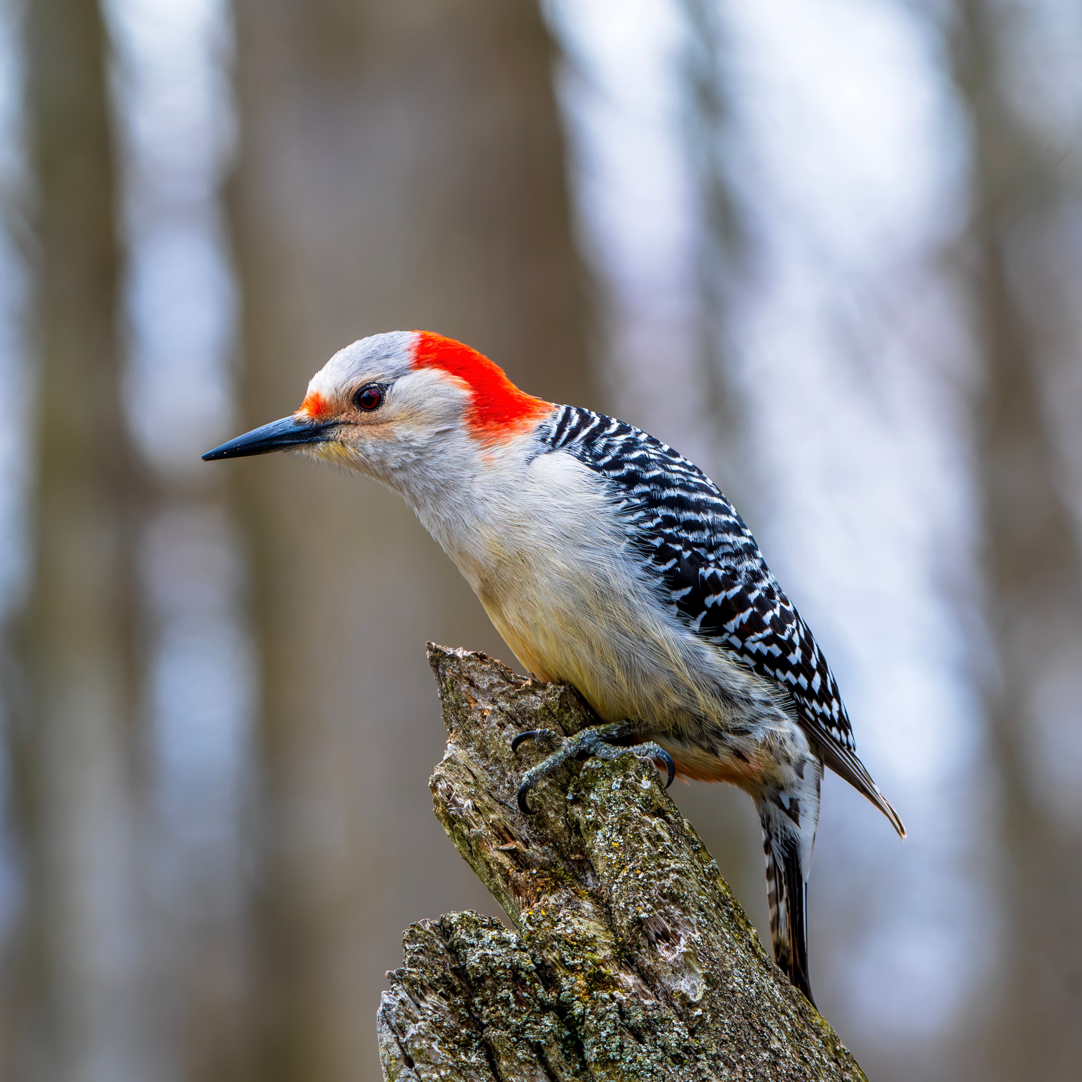 red bellied woodpecker bird photography