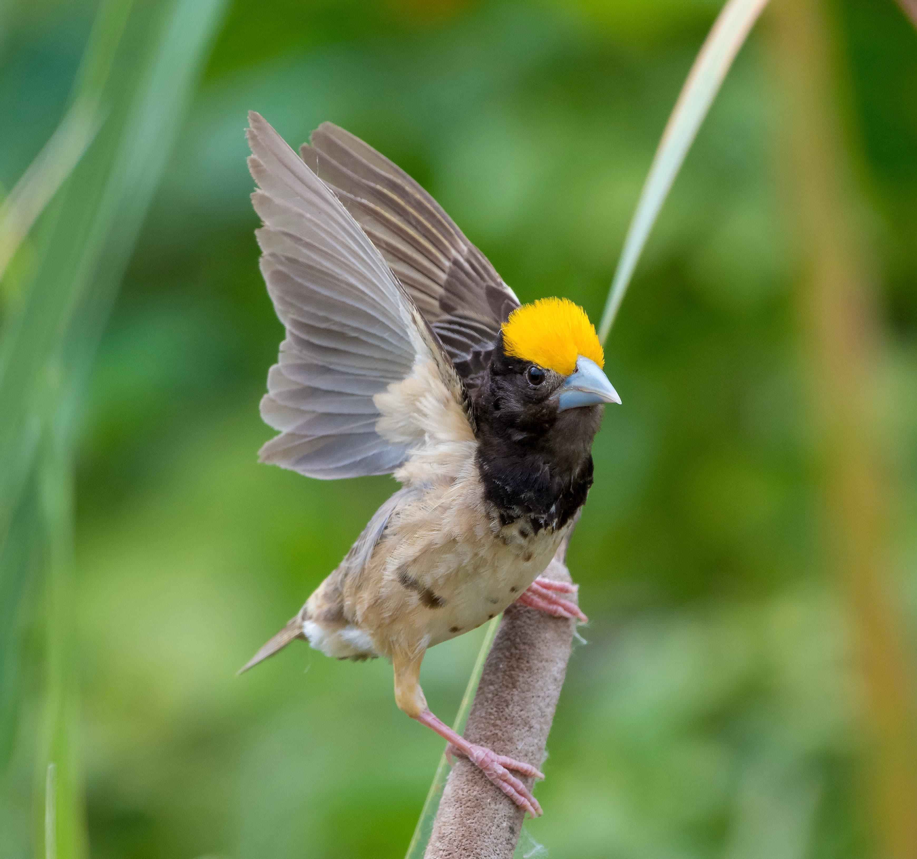 baya weaver bird photogtaphy