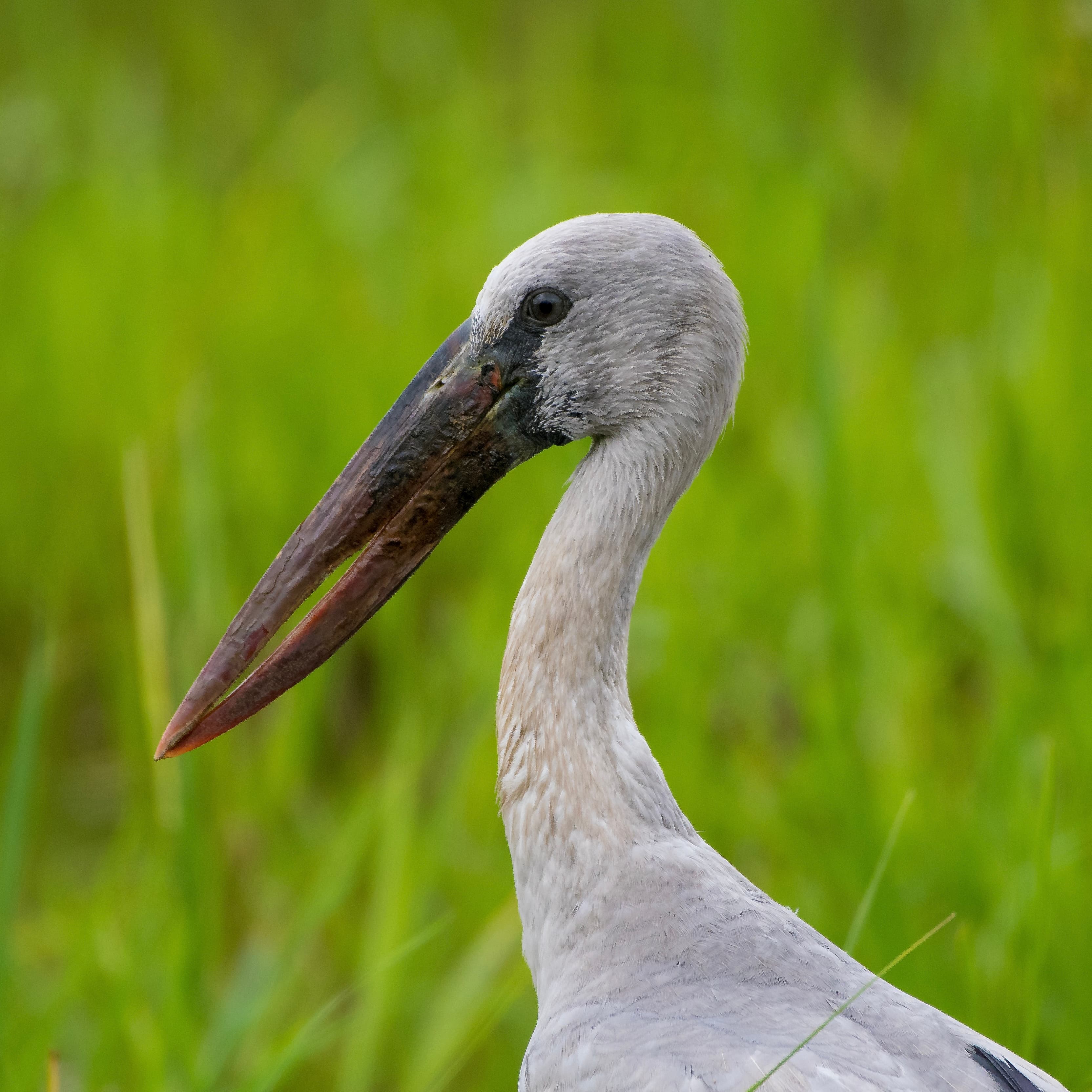 open billed stork bird photography