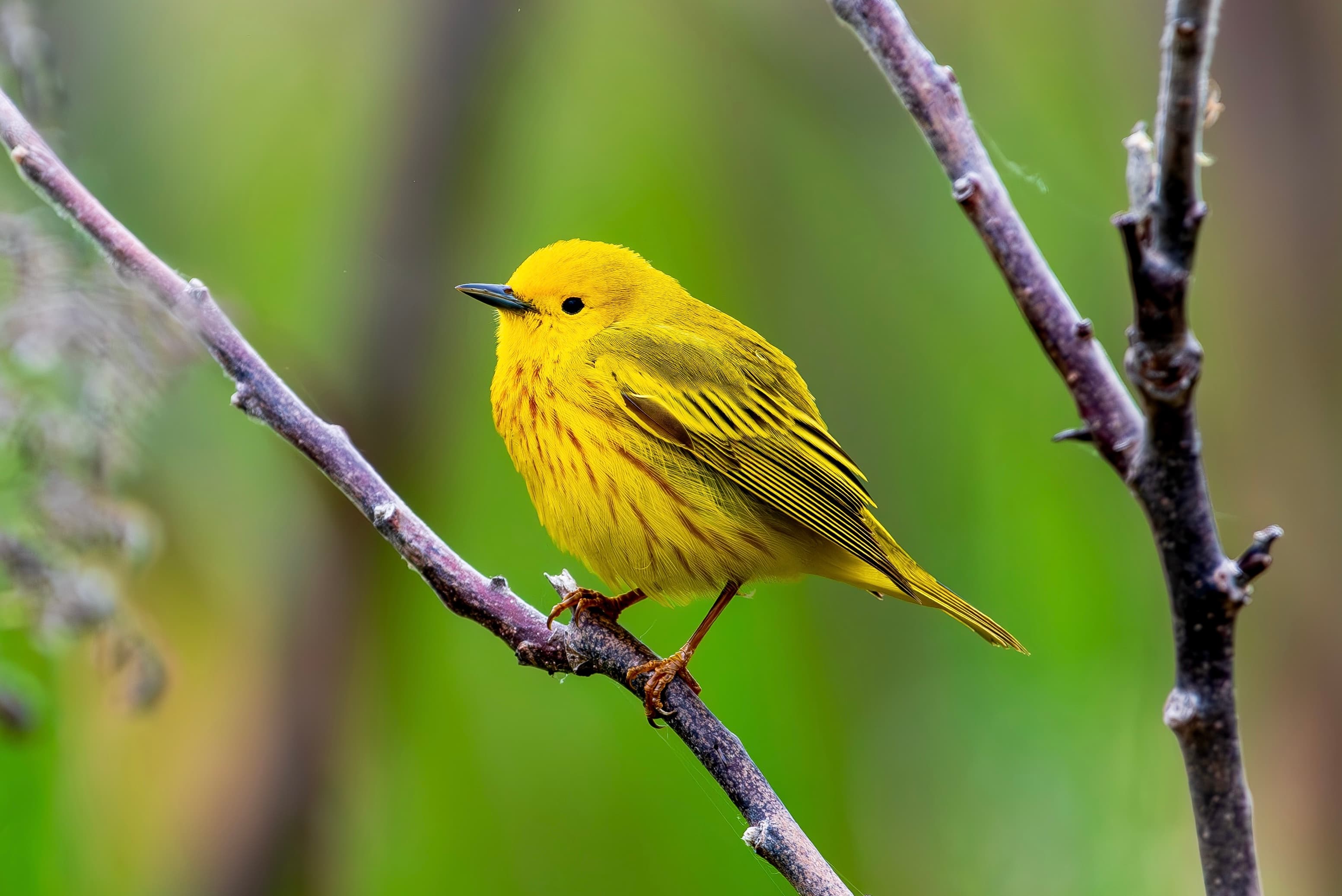 yellow warbler wildlife photography