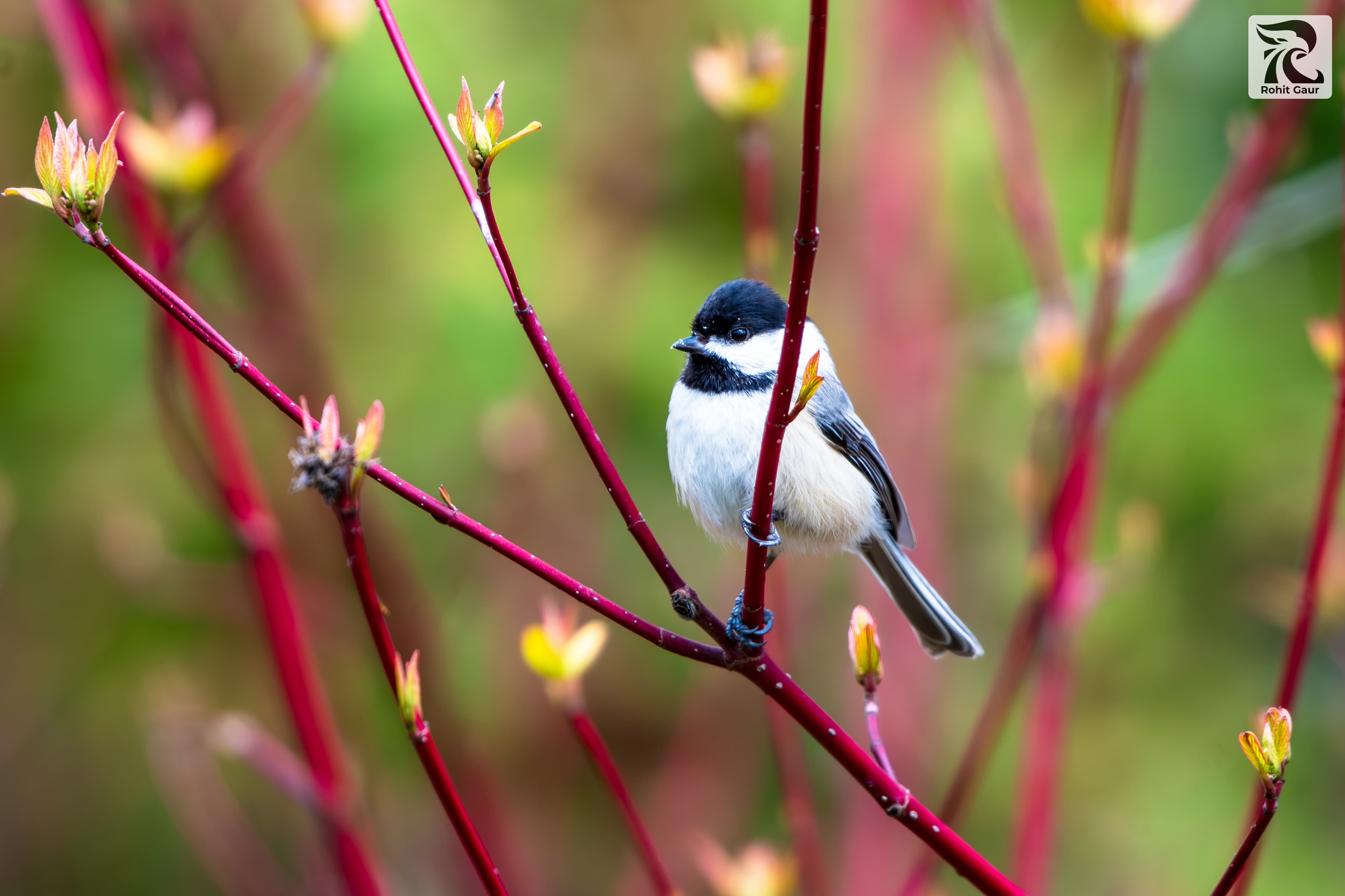 black capped chickadee