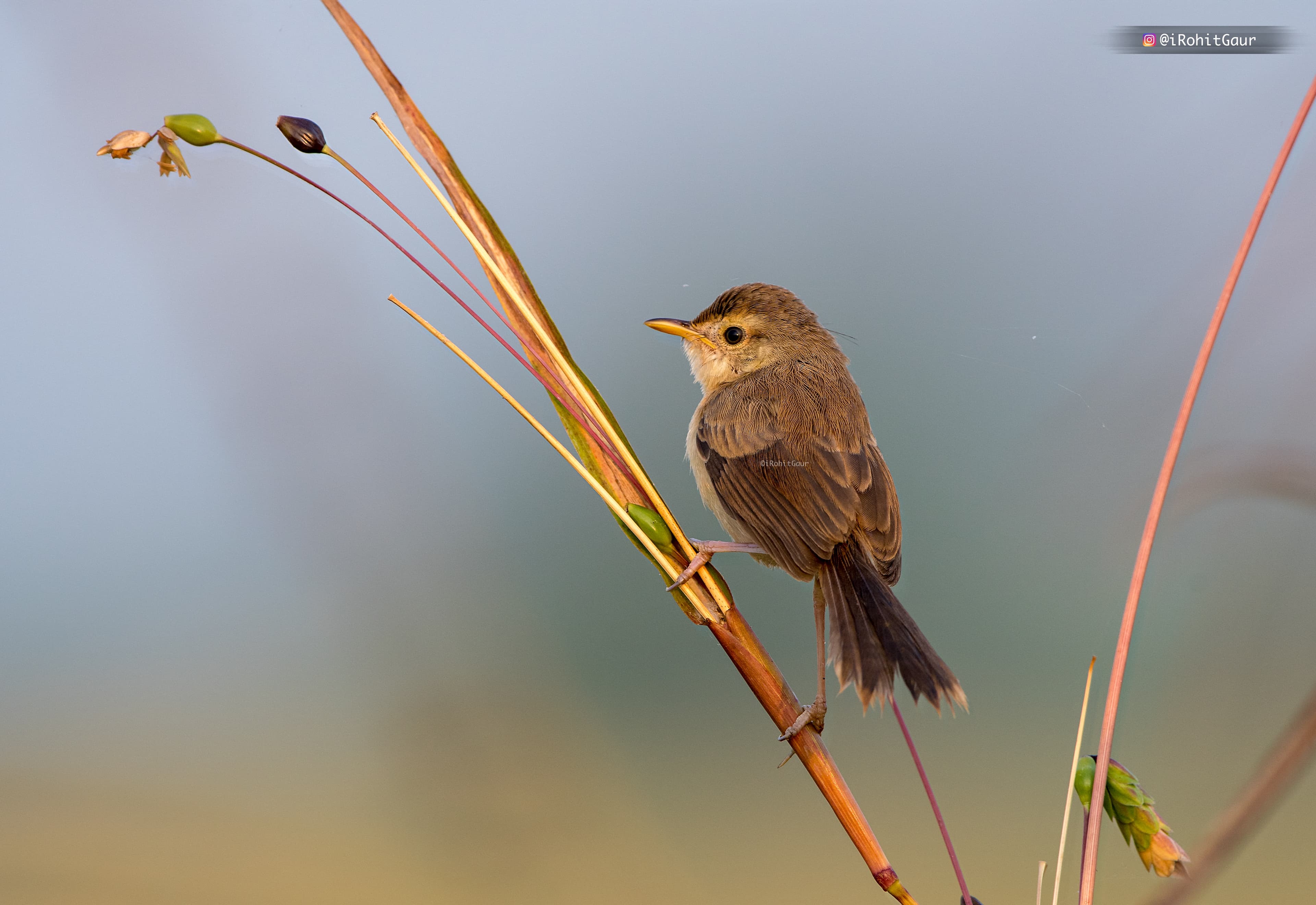 plain prinia bird photo